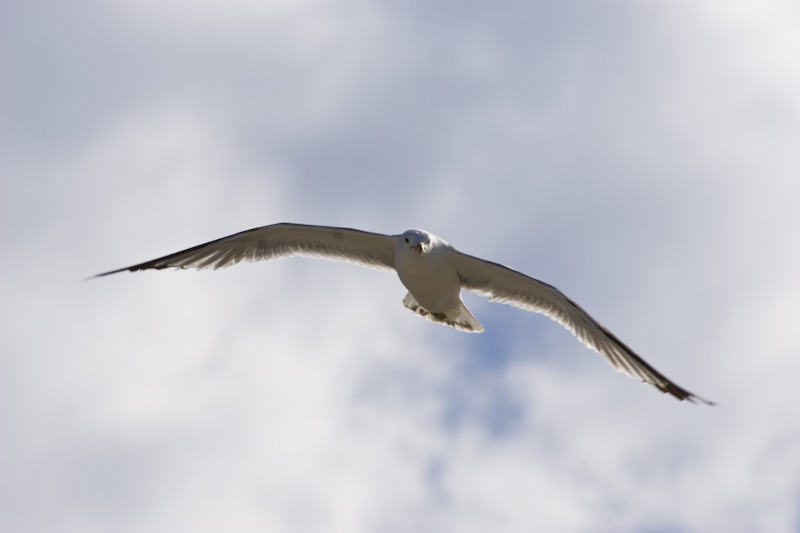 California Gull In Flight